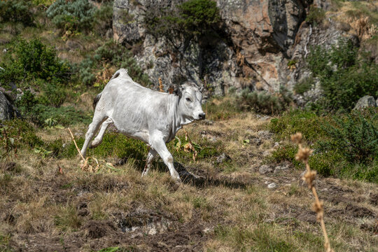 White Calf Running on a Rocky Mountain Slope, Young Cattle, Meadow, Pasture, Outdoor Nature Scene, Free Range Livestock
