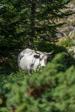 White Cow Standing in a Forest Among Pine Trees, Green Shrubs, Mountain Landscape, Domestic Cattle, Grazing Pasture, Outdoor Nature Scene