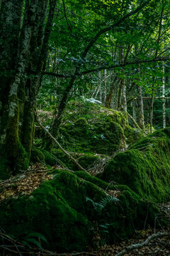 Mossy Rocks in Dense Green Forest with Tall Beech Trees, Lush Vegetation, Deep Woodland Landscape, Natural Foliage, Peaceful Ecology Scene