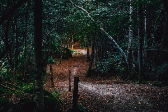 Narrow Dirt Path Winding Through a Dark Forest Canopy, Outdoor Hiking Route, Trail, Dense Trees, Fallen Leaves, Mystical Woodland