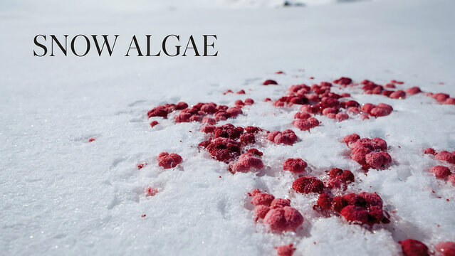 Close up view of red snow algae growing on a glacier surface