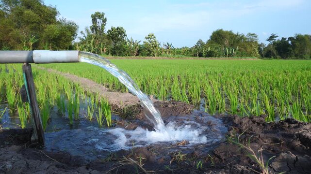 A powerful stream of clear water flows from a large industrial pump hose directly into a lush green rice paddy field, demonstrating traditional agricultural irrigation methods in a rural farm setting.