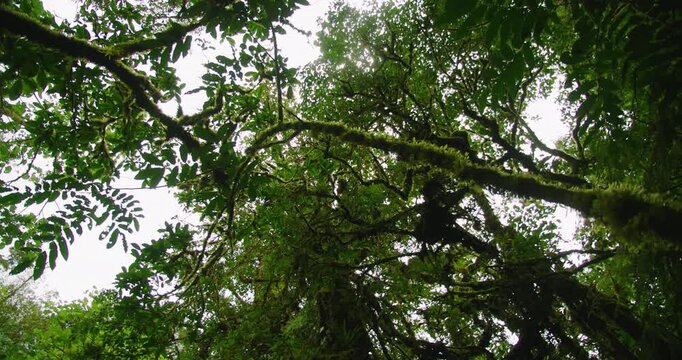 Dense canopy view from below showing moss covered tree limbs and bright jungle foliage
