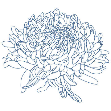 Chrysanthemum flower head blue line art illustration on transparent background