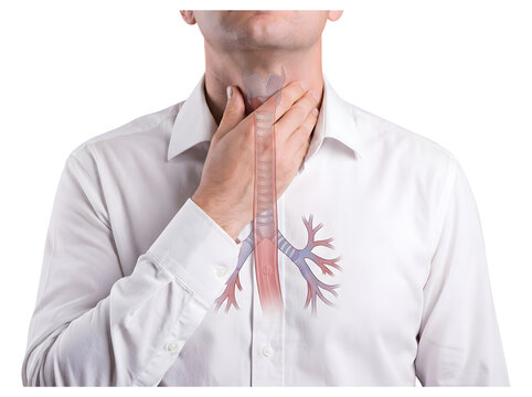 Man touching neck showing larynx trachea and bronchial tree respiratory anatomy