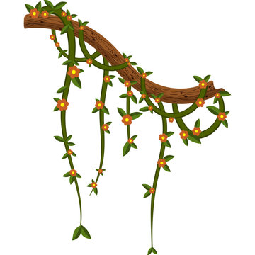 Jungle Vine Illustration