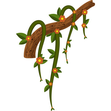 Jungle Vine Illustration