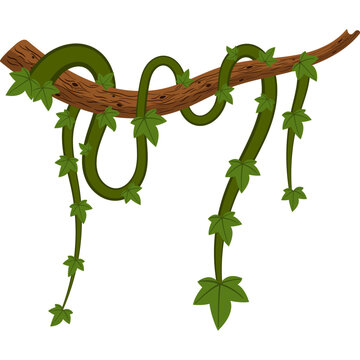 Jungle Vine Illustration