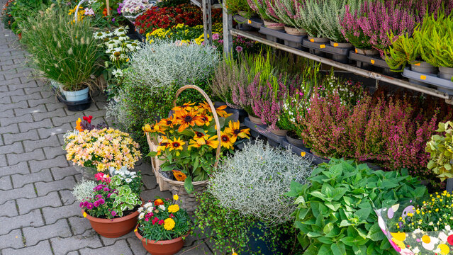 Outdoor Flower Shop with Fresh Autumn Plants and Colorful Flowers &ndash; Seasonal Gardening and Floral Display