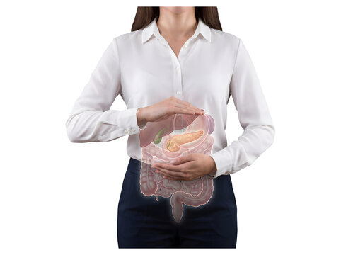 Businesswoman holding hands over stomach showing digestive system organs