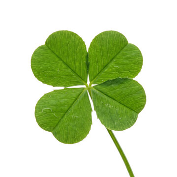 Four leaf clover lucky plant closeup green.