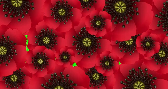 3D red poppy flowers on green. Stylized poppies appear, fill screen and gently move, creating dense floral pattern. Creative transition backdrop for Remembrance Day, ANZAC Day or memorial events