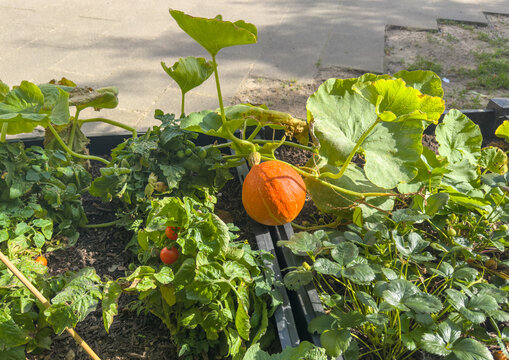 Pumpkin Plant with a Ripe Orange Pumpkin in the Garden Before Harvest &ndash; Autumn Gardening and Seasonal Harvest