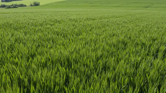 Aerial shot of wheat fields and green hills, Gers, France