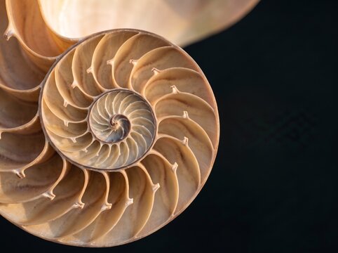 Cross section of nautilus shell showing golden ratio Fibonacci spiral pattern on black background