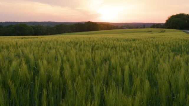 Fields of wheat, green and golden at sunset, Gers, France