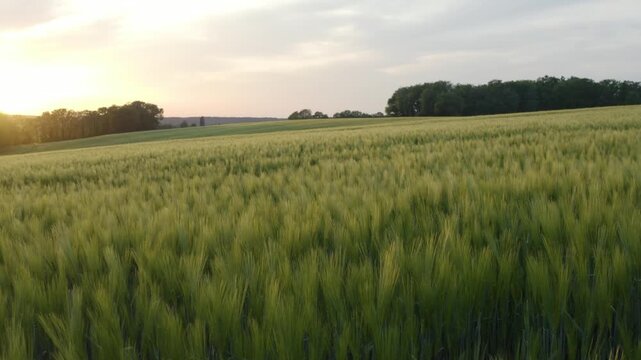 Aerial shot skimming just above the lush green wheat fields at sunset, Gers, France