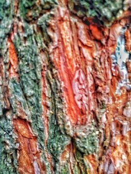 This photo shows the textured bark of a pine tree, which appears rough, thick, and naturally patterned