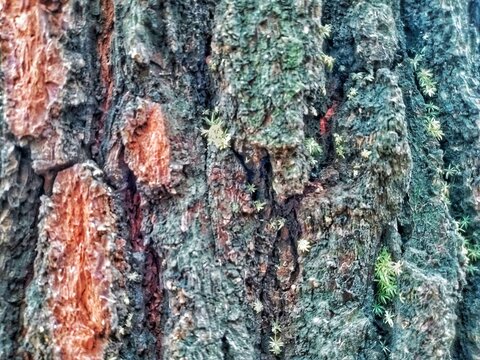 This photo shows the textured bark of a pine tree, which appears rough, thick, and naturally patterned.