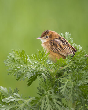 Tiny zitting cisticola cisticola juncidis perched on top of a green plant. Close up portrait of a small songbird in its natural habitat, wildlife photography