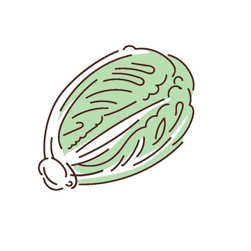 Fresh napa cabbage vector illustration isolated on white background for organic food icon, Asian ingredient menu, textile print, sticker, and commercial design
