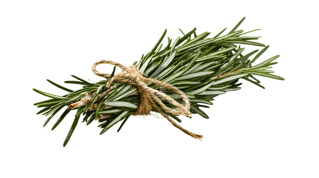 Fresh green rosemary herb bundle tied with rustic twine string