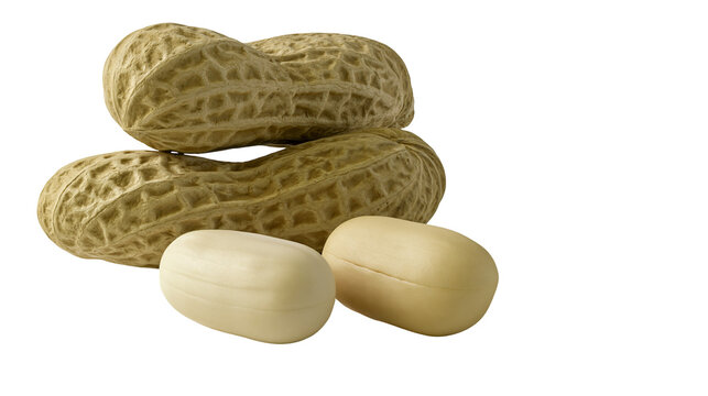 Two whole peanuts in shells and two shelled raw peanut kernels