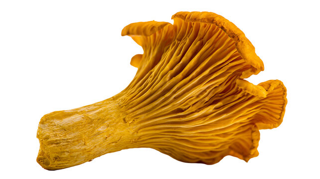Fresh golden chanterelle mushroom with wavy cap and ribbed stem