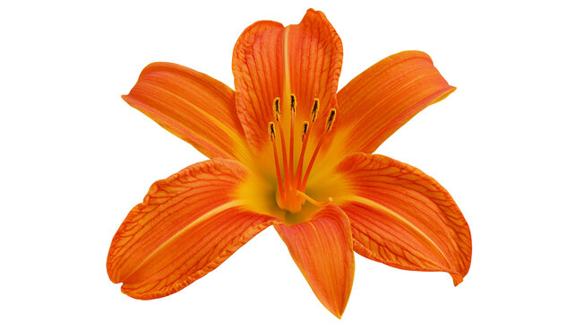 Vibrant orange daylily flower with yellow throat and dark brown stamens