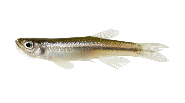 Small silver minnow fish with dark lateral stripe and translucent fins