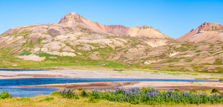 Colorful rhyolite mountains and blooming Nootka lupines in Lo�mundarfj�r�ur Iceland