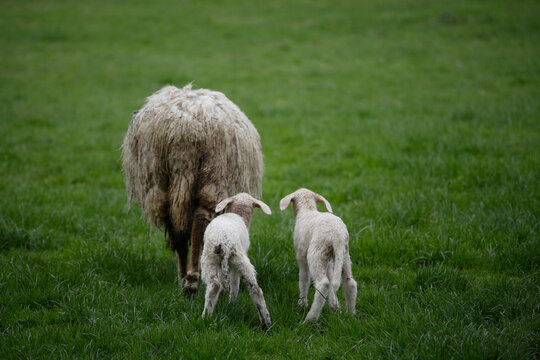 Germany, Bavaria, Ebenhausen, Sheep (Ovis orientalis aries), female and lambs