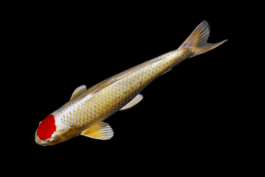 Koi in a pond