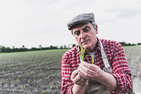 Farmer at a field examining crop