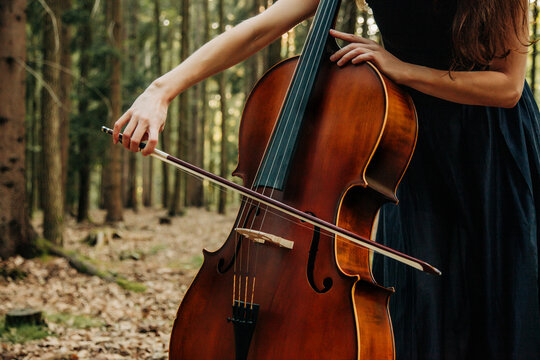 Woman plays the cello in an autumn pine forest at sunset