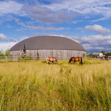 Germany, Baden-Wuerttemberg, Fellbach, horses in front of a biogas plant, maize silage