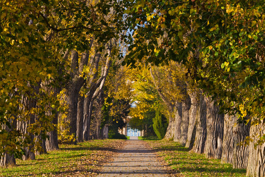 Germany, Baden Wuerttemberg, Stuttgart, Alley with deciduous trees