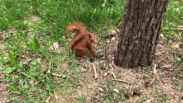 A red squirrel near a large tree trunk carefully buries a nut in dry soil, then raises its head, looks straight into the camera with curiosity, and quickly runs away. Curious wild animal