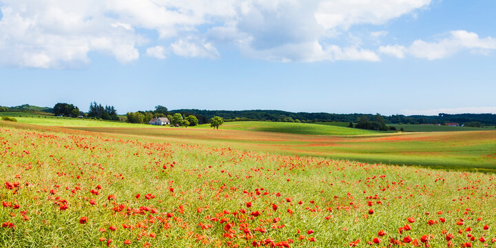Denmark, Moen, Poppy field