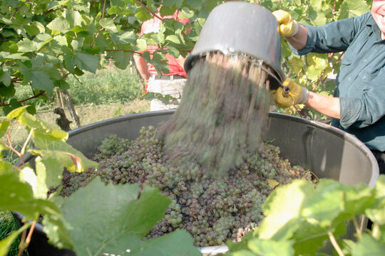 Wine harvest in vineyard