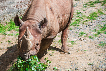 Black rhinoceros eating green tree branches on dry ground © YuraFF