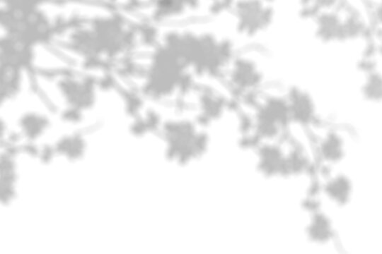 Silhouette leaves on white background, Illustration isolated transparent of leaf shadows,light overlay on Wall,Cherry Blossom Shadow for element design decoration for Spring,Summer Backdrop Background