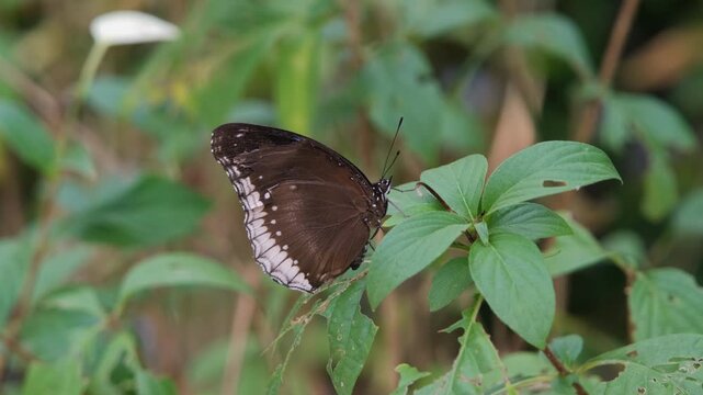 Female Hypolimnas bolina Great Eggfly butterfly sitting still on a tropical leaf with wings folded in a natural resting position. Nature concept