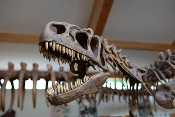 Allosaurus © Alberto