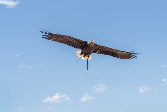 Aguila volando