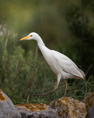 Obraz premium Cattle egret Bubulcus ibis standing on mosscovered rocks in its natural habitat. White heron portrait in the wild, wildlife photography