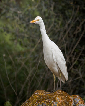 Cattle egret Bubulcus ibis standing on mosscovered rocks in its natural habitat. White heron portrait in the wild, wildlife photography