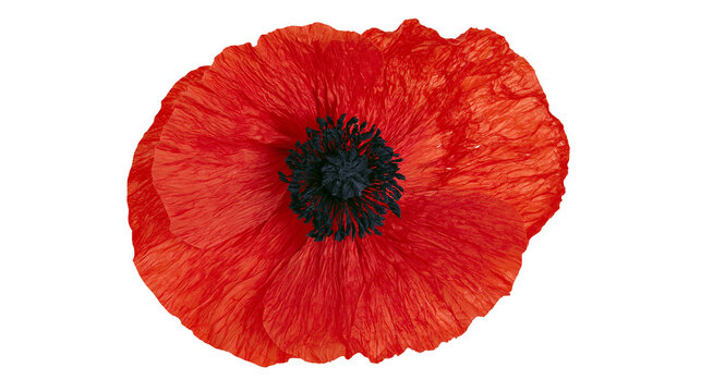 Vibrant red poppy flower with delicate crinkled petals and dark central stamen