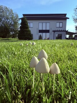 Wild toadstool mushrooms infestation ruining a perfect green grass lawn in front of modern house