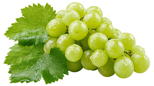 Fresh green grapes cluster with wet leaves and water droplets